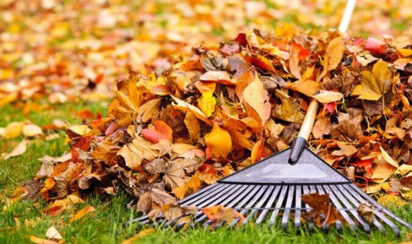 raking leaves